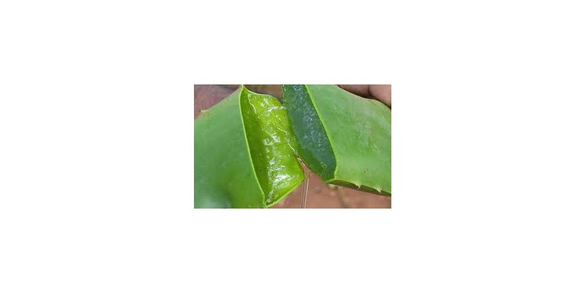 ALOE VERA GEL 