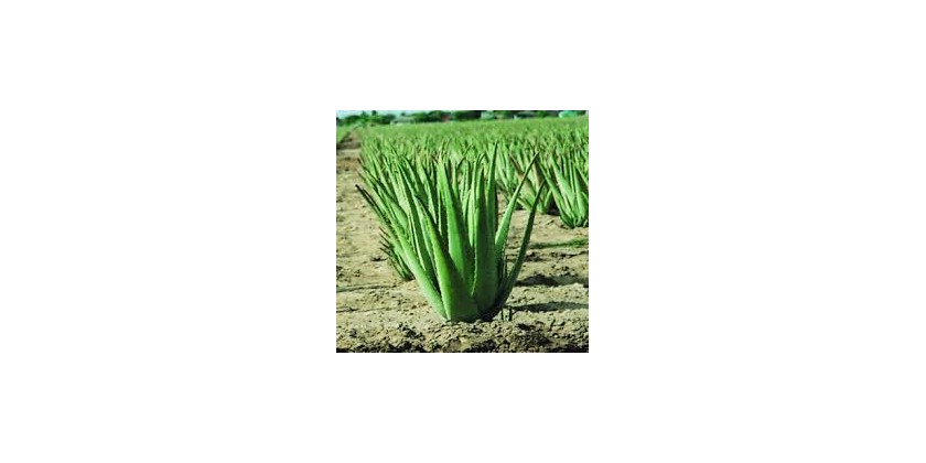 Aloe vera gel